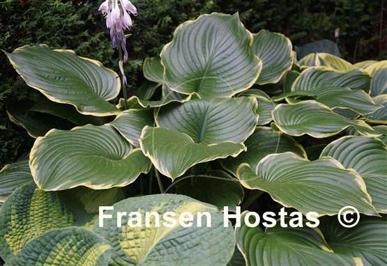 Hosta Leading Lady